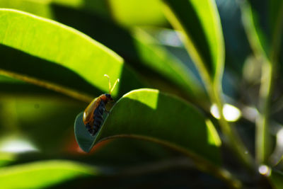 Close-up of insect on leaf