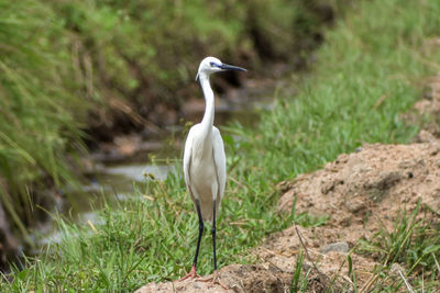 View of a bird on field