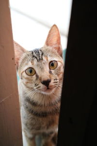 Close-up portrait of a cat