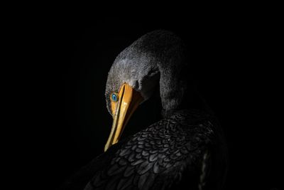 Close-up of bird against black background