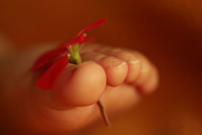 Close-up of red flower