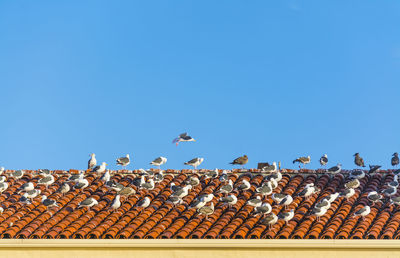 Low angle view of seagulls flying against clear blue sky