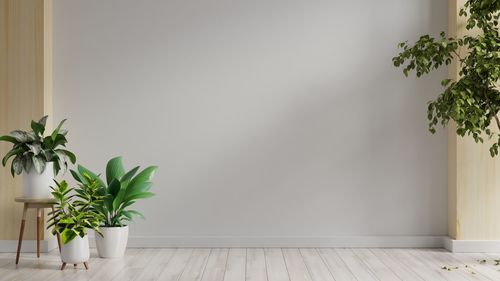 Potted plant on hardwood floor at home