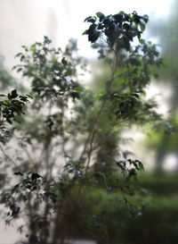 Low angle view of flowering plants against trees