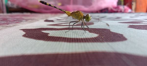 Close-up of grasshopper on floor