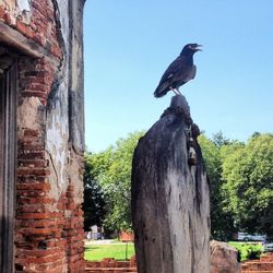 Low angle view of birds perching on tree
