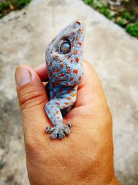 Close-up of a hand holding lizard