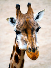 Close-up of an animal