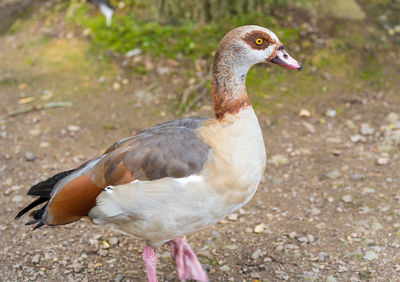 Close-up of duck on field