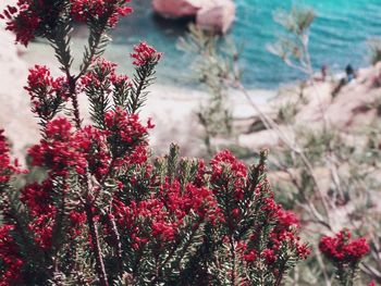 Close-up of red flowering plant