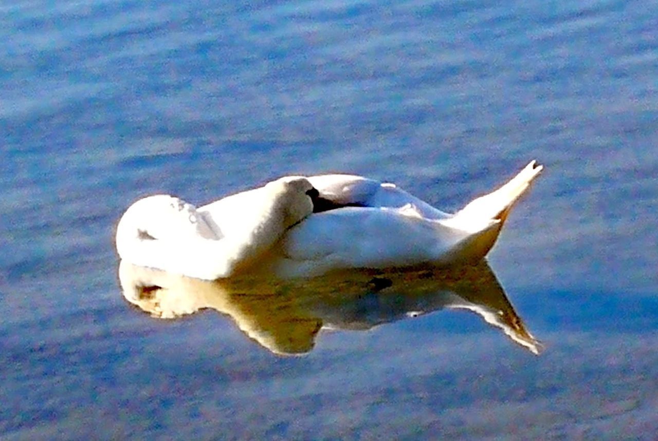 CLOSE-UP OF FISHES SWIMMING IN SEA