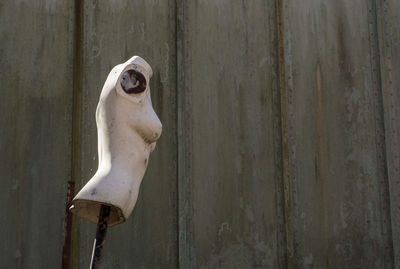 Close-up of white horse on wood