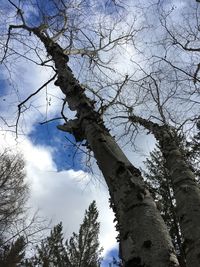 Low angle view of tree against sky