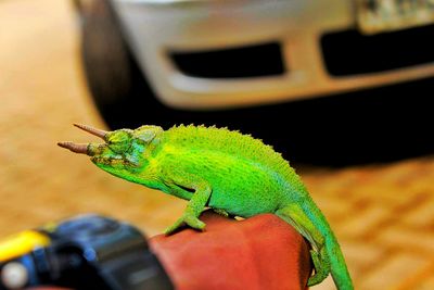 Close-up of chameleon on hand