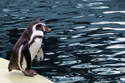 Close-up of penguin by pond