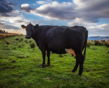 Horse standing on field