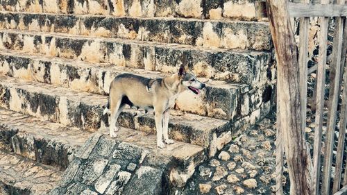 Full length of dog standing on steps