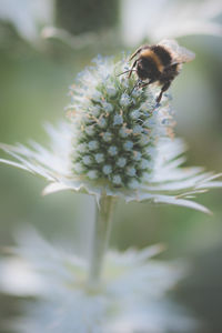 Close-up of bee pollinating on flower