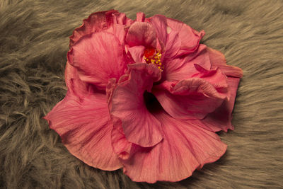 High angle view of pink hibiscus flower