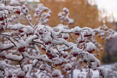 Close-up of snow covered tree