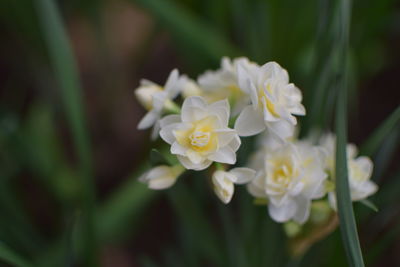 Close-up of white flowering plant