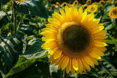 Close-up of sunflower