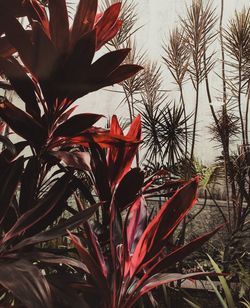 Close-up of red plants against trees