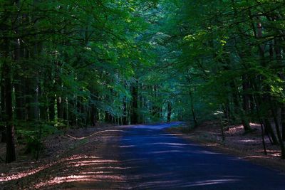 Road passing through forest
