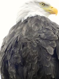 Close-up of eagle