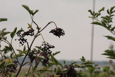 Close-up of fresh plant against sky