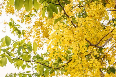 Low angle view of yellow flowering tree