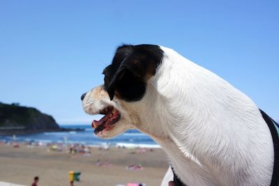 Close-up of dog looking at beach against sky