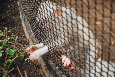 A monkey feeling loneliness and sadness behind jail