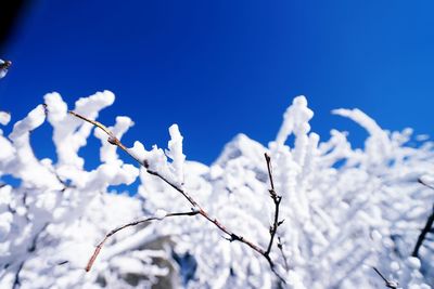 Close-up of fresh white flowers against blue sky
