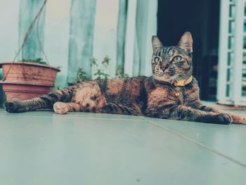 Portrait of a cat resting