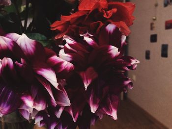 Close-up of flowers blooming outdoors