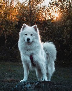 Portrait of white dog in the forest