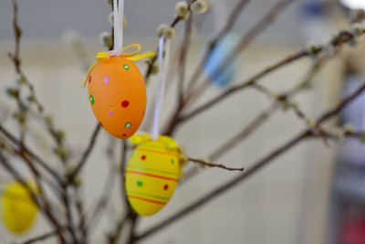 Close-up of ladybug hanging