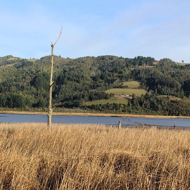 tranquil scene, tranquility, tree, water, scenics, lake, landscape, beauty in nature, nature, mountain, grass, growth, sky, non-urban scene, clear sky, idyllic, field, countryside, river, remote