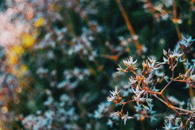 Close-up of flowering plants against blurred background