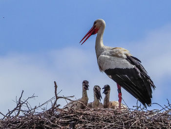 Bird perching on nest against sky