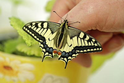 Close-up of butterfly pollinating flower