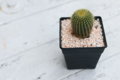 High angle view of potted cactus on table