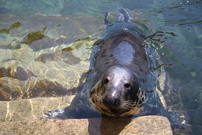 Portrait of turtle in sea