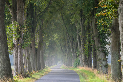 Road amidst trees in forest