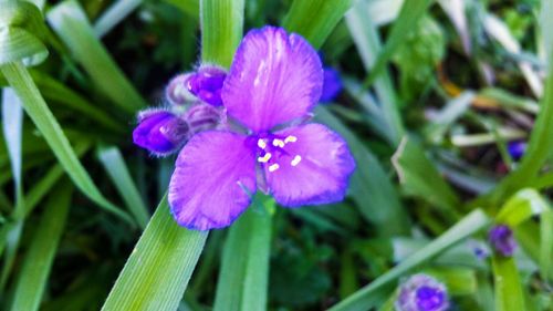 Close-up of pink flowers