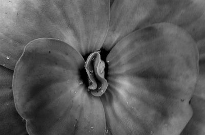 Full frame shot of flower