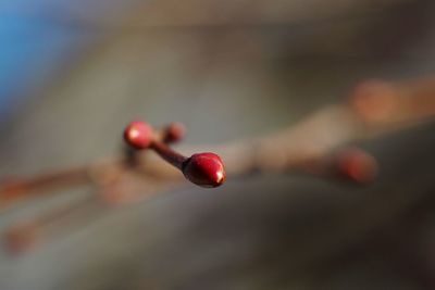 Close-up of red berries
