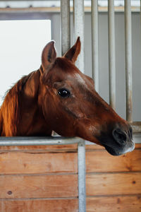 Close-up of horse head in stable