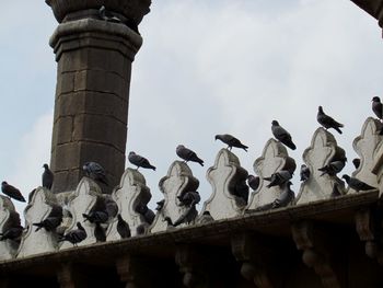 Low angle view of birds perching on wall